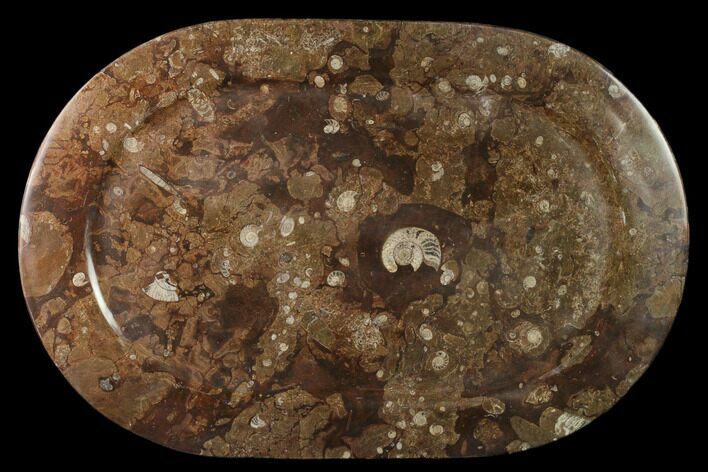 Fossil Orthoceras & Goniatite Oval Plate - Stoneware #133582